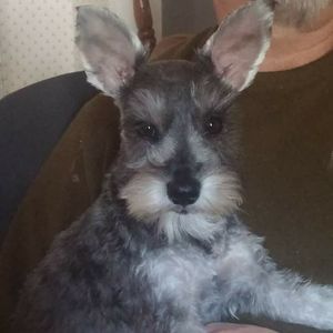 Meet your Posher, Robie